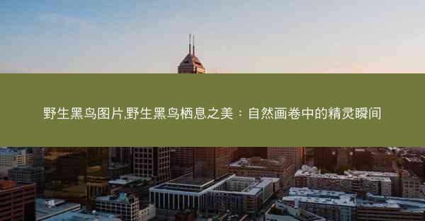 野生黑鸟图片,野生黑鸟栖息之美：自然画卷中的精灵瞬间